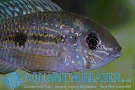 Andinoacara latifrons  Akara platynowa (rarytas) - dorosłe