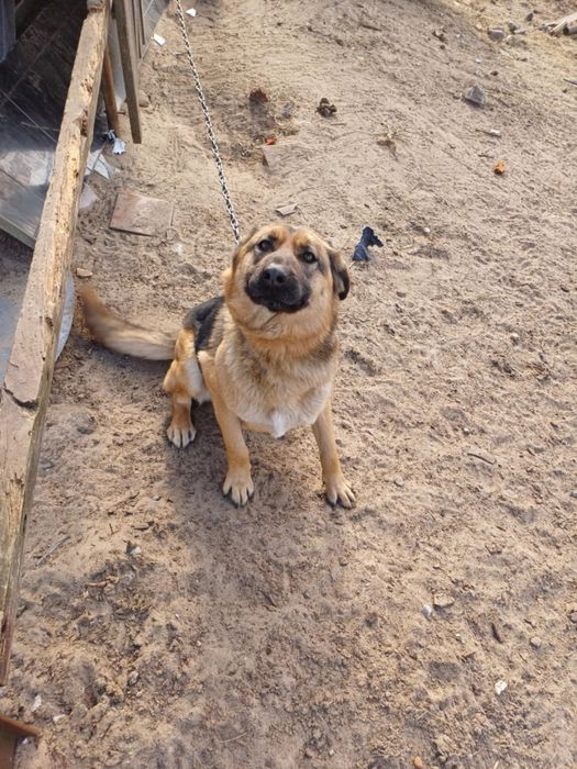 Szukamy nowego domu dla psow