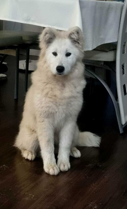 Samojed/Samoyed - Przepiękne odchowane szczeniaki, gotowe do domu!