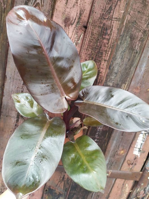 Філодендрон Біркін, ред