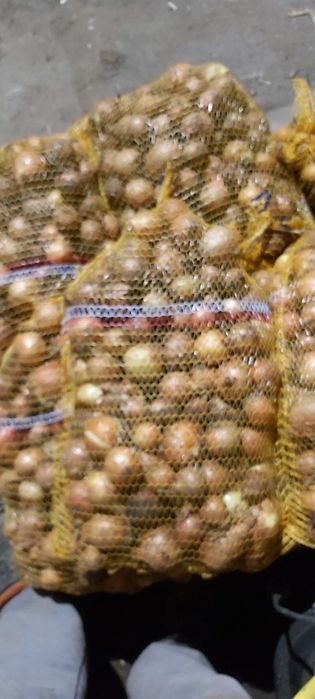 Cebula gruba i drobna