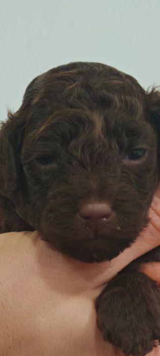 Той Пудель Шоколад