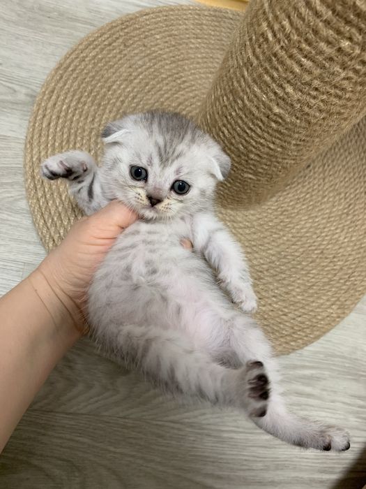 Висловухі шотландські кошенята , скоттіш фолд