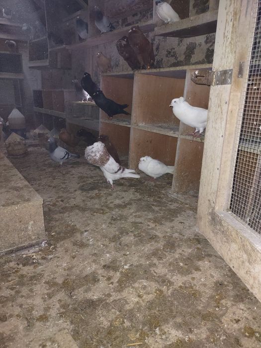 Garłacze górnośląskie koroniaste