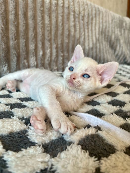 Котик Девон Рекс