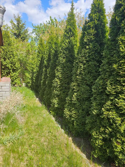 Działka ROD Kapuściska przy ul. Chemicznej