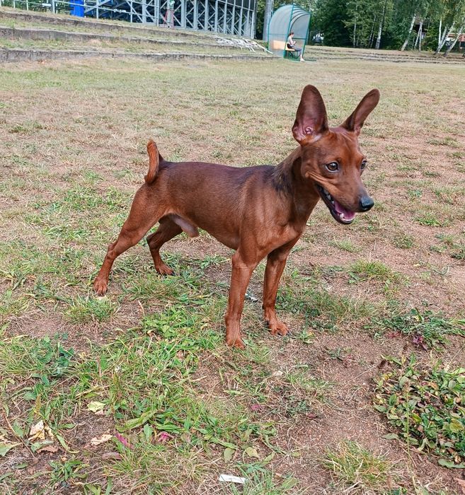 Pinczer Miniaturowy ZKwP/FCI po Ch.PL Zapowiedź Miotu Kwiecień 2026r.