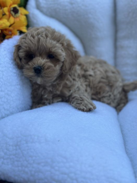 Дівчинка мальтіпу