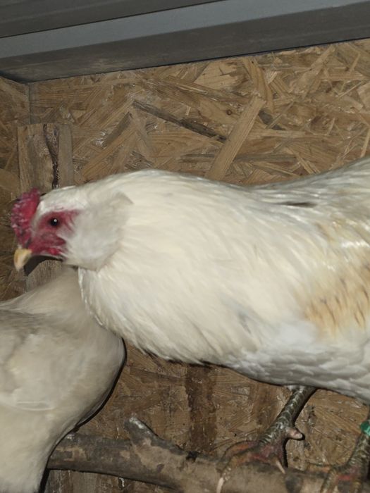 Araucana bezogoniasta jajka jaja lęgowe