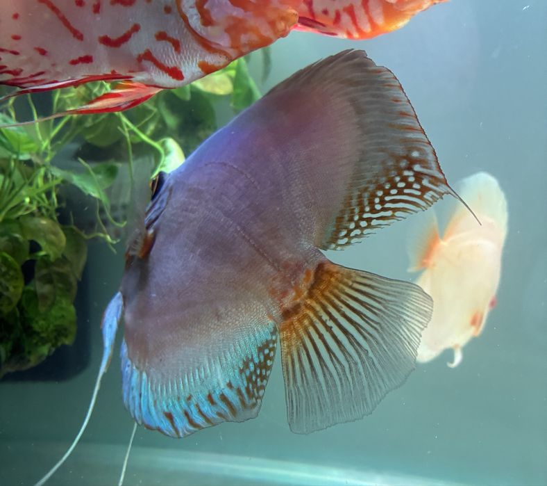 Discu cobalto 14cm