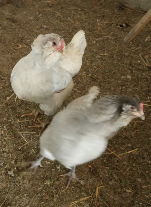 Інкубаційне яйце амераукана
