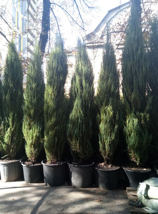 Ялівець Блу Арроу в асортименті від 1.8 + м