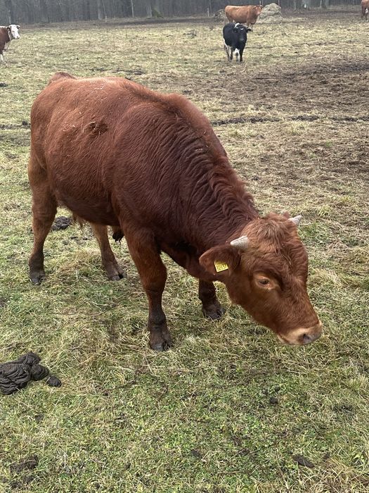 Sprzedam bydło mięsne
