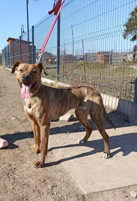 Aktywna, pogodna, lubiąca kontakt z człowiekiem suczka czeka na dom