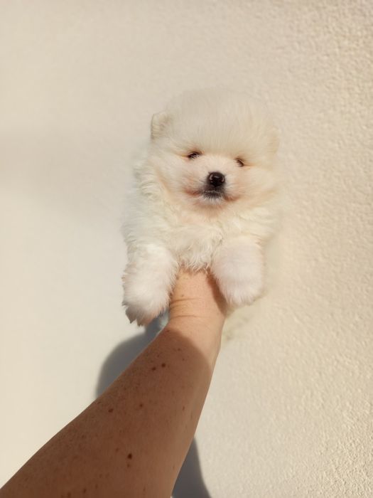 Померанські Шпици гарні ведмедики!