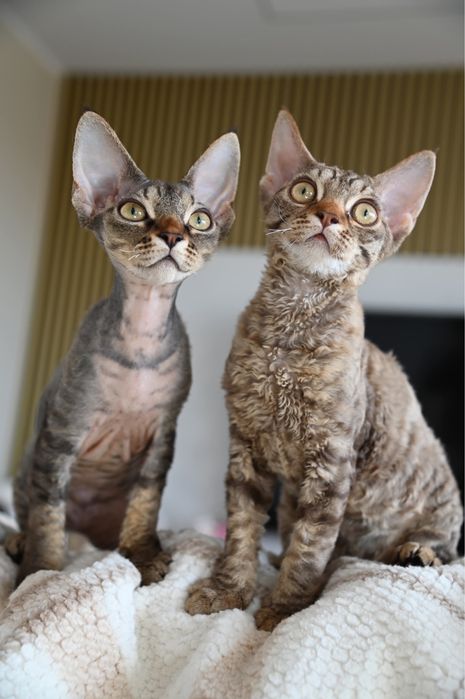 Koteczka Devon Rex