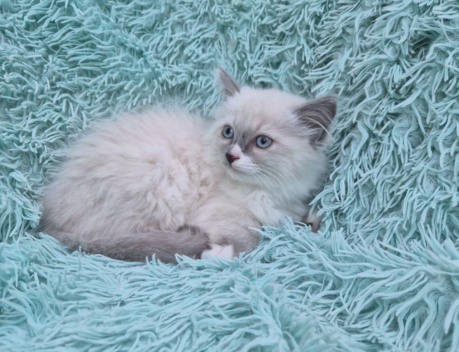 Koteczki Ragdoll    .