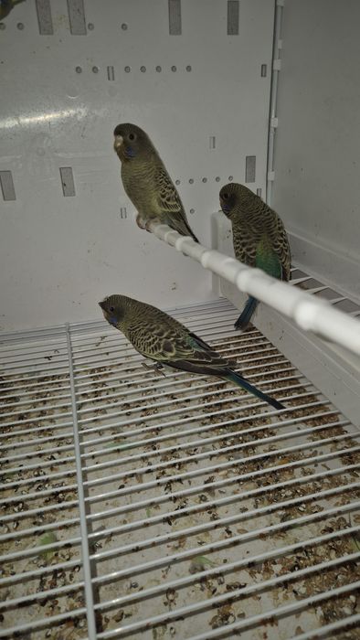 Periquitos blackface