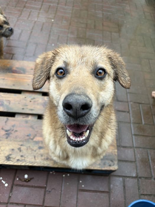 BEKAS - cadela para adoção responsavel