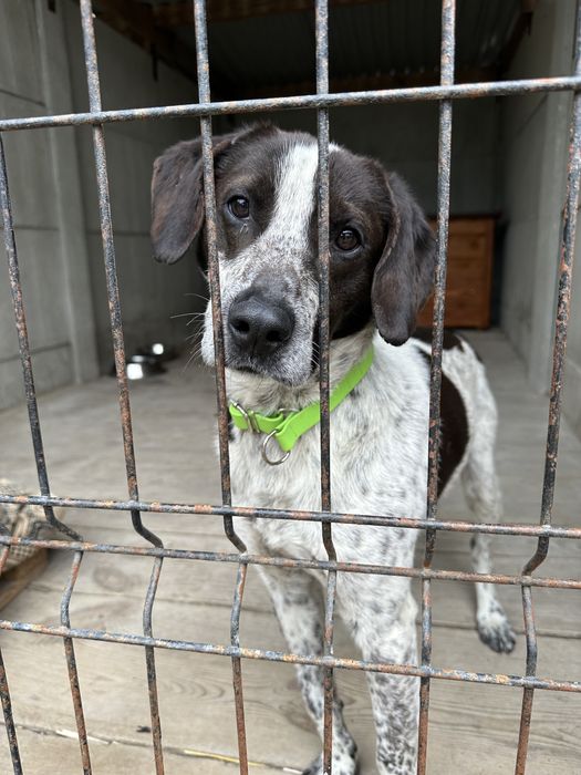 Psiak pełen miłości czeka na adopcję