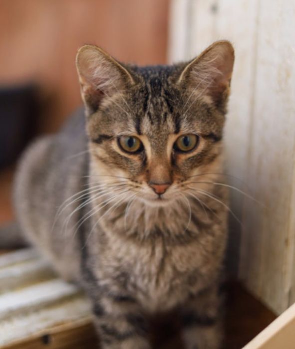 Котик Шнурочек, спасли с Херсона, 1 год