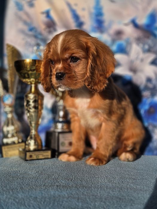Cavalier King Charles Spaniel piesek z rodowodem