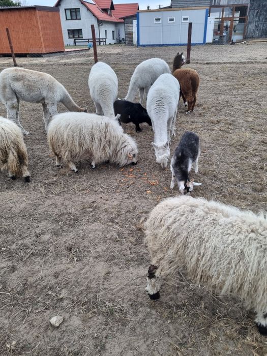 Domek do wynajęcia Swornegacie