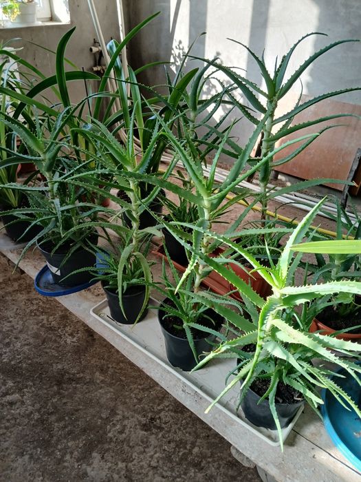 Кімнатна  квітка