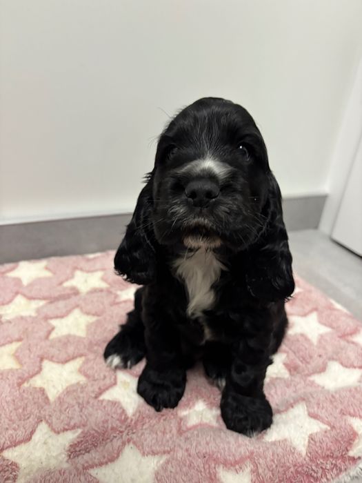 Piesek cocker spaniel