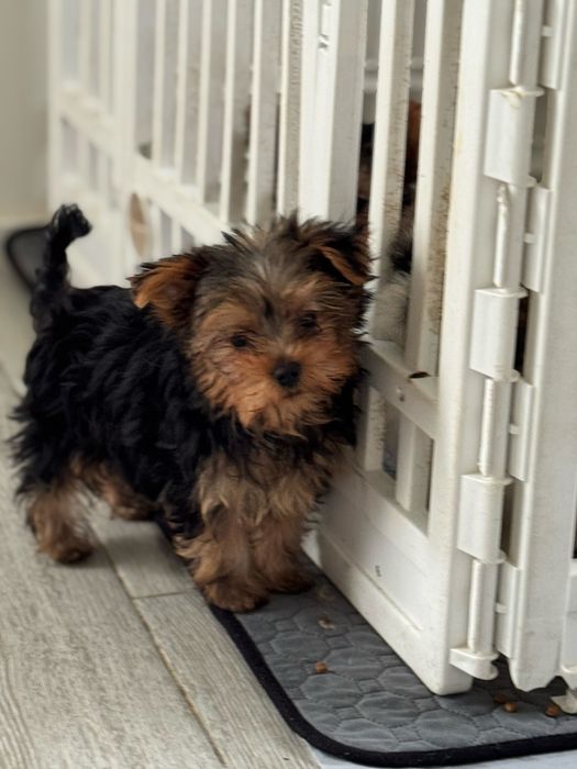 Yorkshire Terrier linha Russa