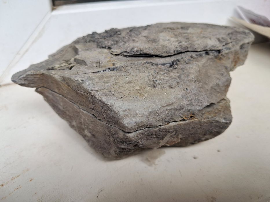 Окаменелость папоротника двусторонний образец