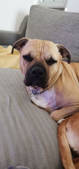 Cães para adoção