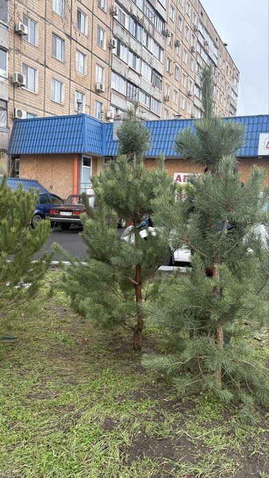 Ялинки жива/Сосна продаж/Кривий Ріг
