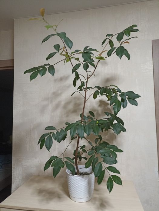 Лілі-Пілі, плодова рослина/ доросла рослина з фото