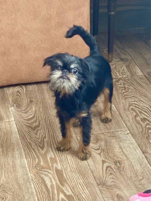 Бельгийский гриффон