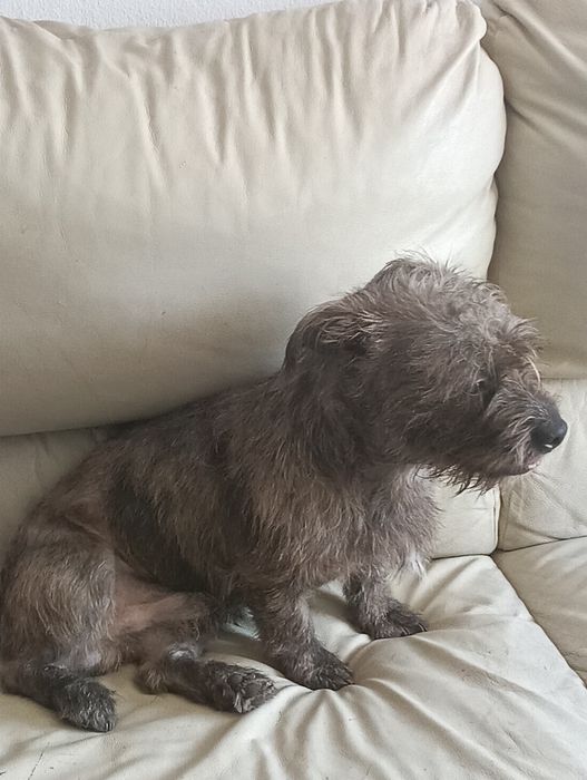 Dou cachorro ainda não tem dois anos