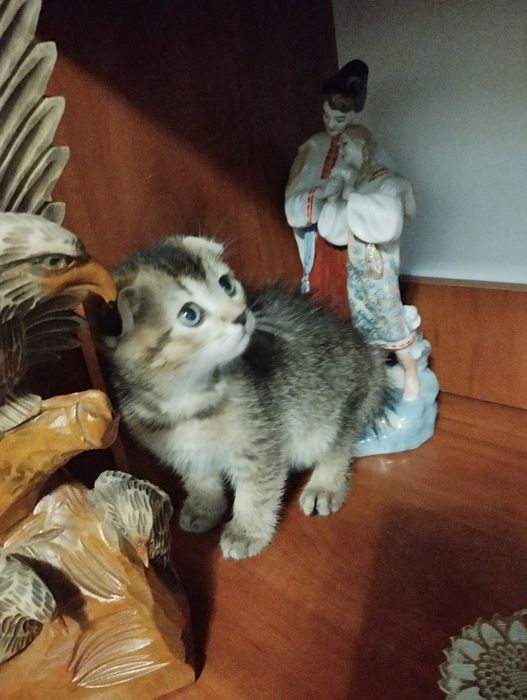 Продам шотландських золотих кошеняток