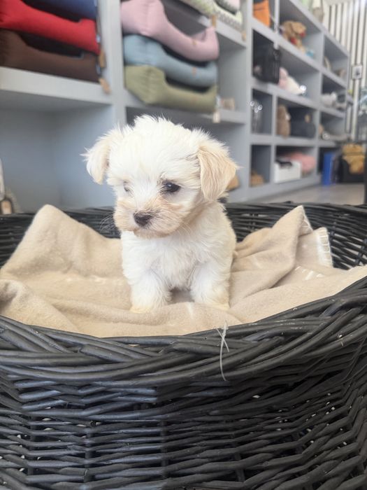 Bichon Maltes  menino top