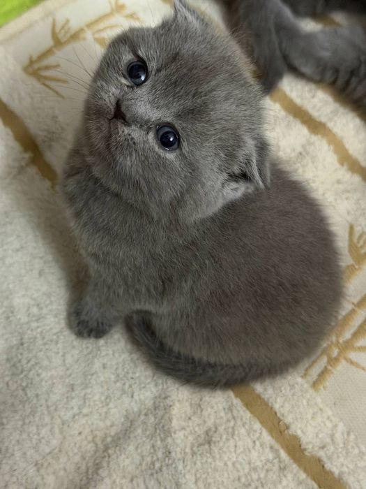 Шотландські висловухі кошенята