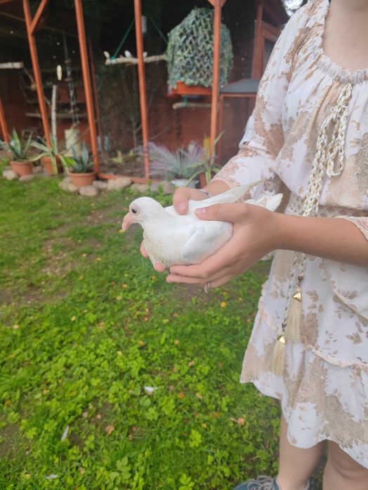 Gołębie staropolskie