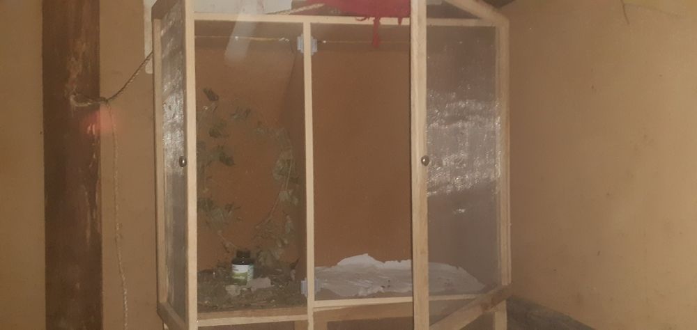 Terrarium dla owadów i nie tylko