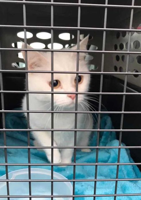 Международная перевозка животных (доставка) в Европу (ЕС) Польшу