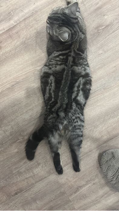 Чистокровные шотландские ( мама - прямые ушки, папа вислоухий)