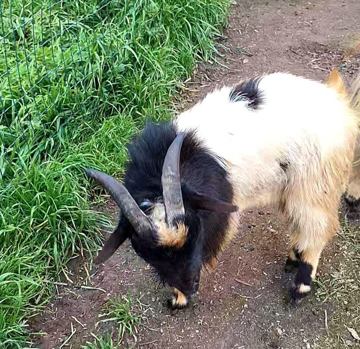 Çabritos machos novos