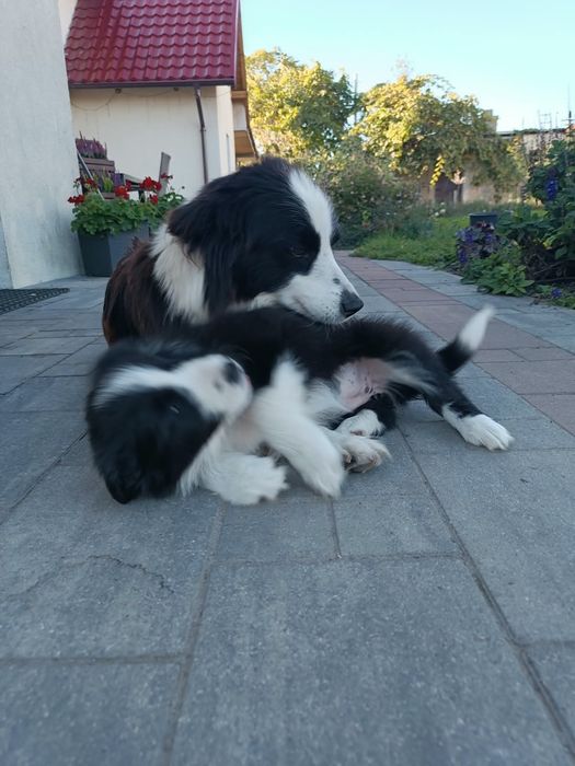 Border collie szczenię suczka