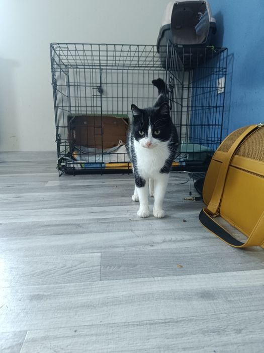 Kotka dosyć młoda szuka swojego domku