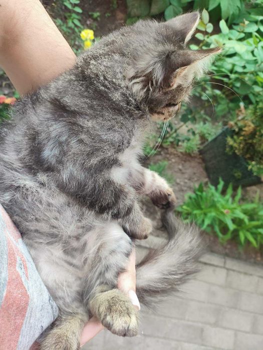 Котеня в хороші ручки, грайливе, ніжне, активне, муркотливе