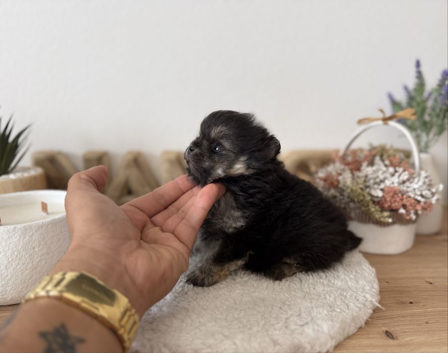 Menino lulu pomerania menino linhagem russa mini