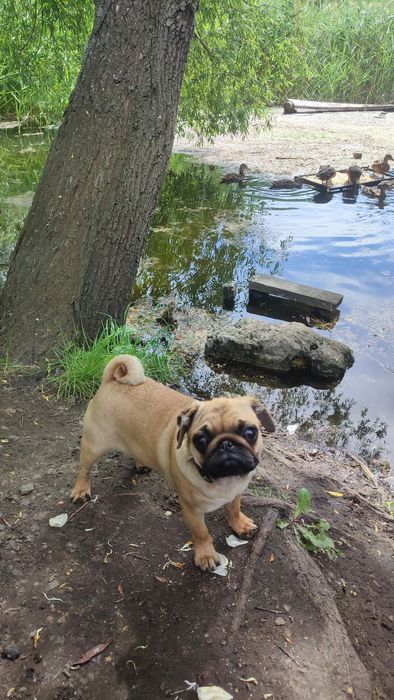 Мопс щенки срочно недорого! КСУ, PDE-NN