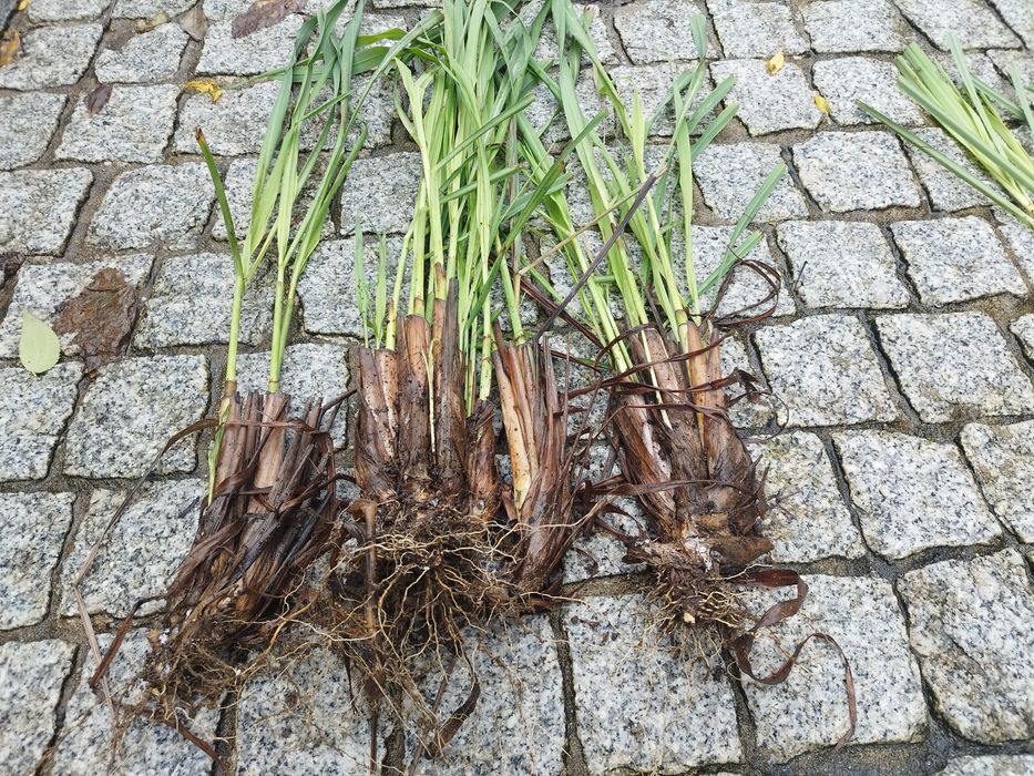 3 ou 12  Pés de Erva príncipe, capim limão, Lemongrass, Cymbopogon